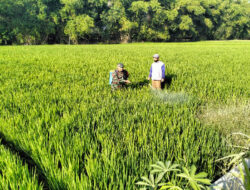 Terus Tingkatkan Ketahanan Pangan, Babinsa Koramil 06 Kwadungan Aktif Dampingi Petani di Wilayahnya