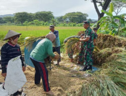 Pendampingan Panen Padi,Ini Harapan dari Anggota Kodim 0801/Pacitan