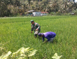 Babinsa Ramil 09/Sudimoro Bantu Lakukan Penyiangan Tanaman Padi