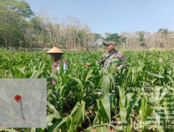 Kawal Program Hanpangan, Babinsa Koramil 11 Donorojo Aktif Dampingi Petani Jagung