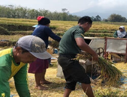 Babinsa Koramil 0805/07 Ngrambe bersama Warga Panen Padi untuk Wujudkan Ketahanan Pangan