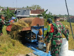 Tak Canggung Danramil Karangmalang Turun Langsung ke Sawah, Bantu Petani Panen Padi