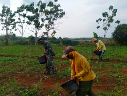 Tingkatkan Hasil Pertanian, Babinsa Koramil 0805/12 Mantingan Bantu Pemupukan Petani Jagung