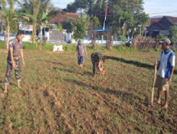 Upaya Meningkatkan Hanpangan, Anggota Kodim 0801/Pacitan Manfaat Lahan Kosong