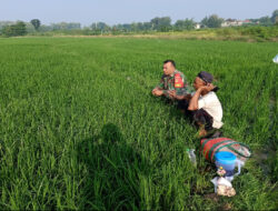 Babinsa Klego Dengarkan Keluhan Petani Lewat Komsos