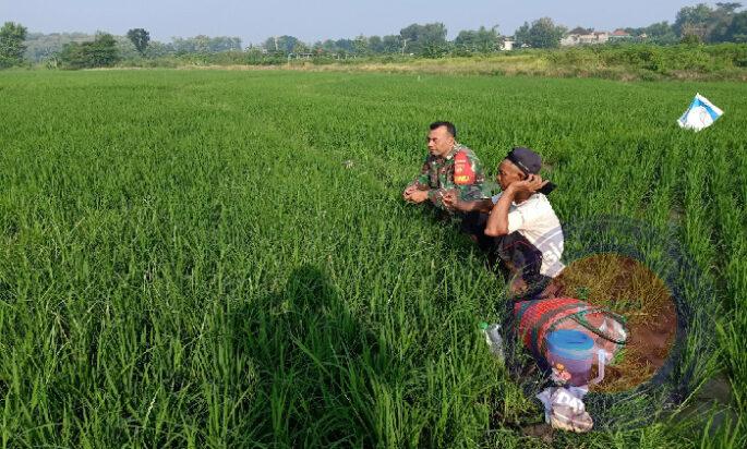 Babinsa Klego Dengarkan Keluhan Petani Lewat Komsos