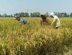 Babinsa Turut Pantau Tanaman Padi Milik Petani Desa Tanggan yang Siap Panen