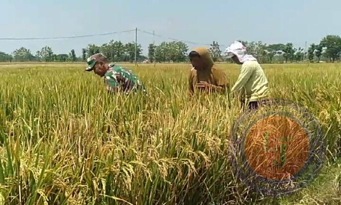 Babinsa Turut Pantau Tanaman Padi Milik Petani Desa Tanggan yang Siap Panen