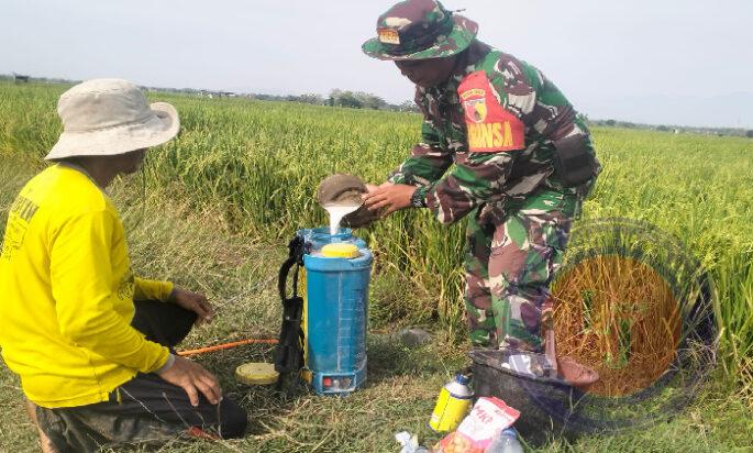 Babinsa Koramil Kwadungan Dampingi Petani dalam Penyemprotan Tanaman Padi