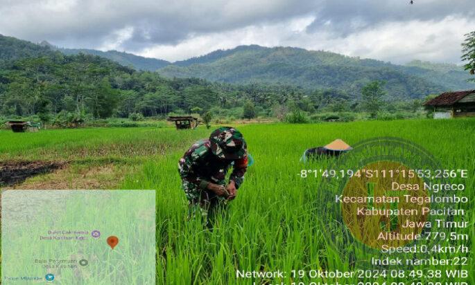 Tingkatkan Hanpangan,Babinsa Ramil 0801/04 Tegalombo dampingi Perawatan Tanaman Padi