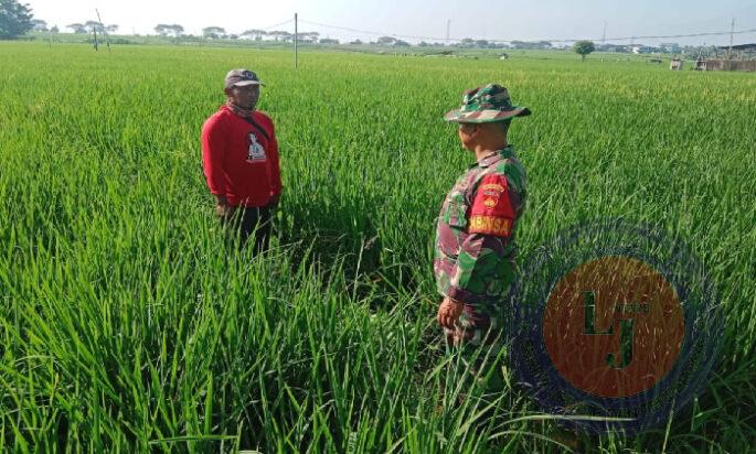 Babinsa Dampingi Petani Pantau Tanaman Padi, Pastikan Hasil Panen Maksimal