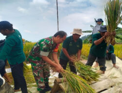 Dukung Ketahanan Pangan, Babinsa Koramil 10 Sine Melaksanakan Panen Padi bersama Poktan di Wilayah