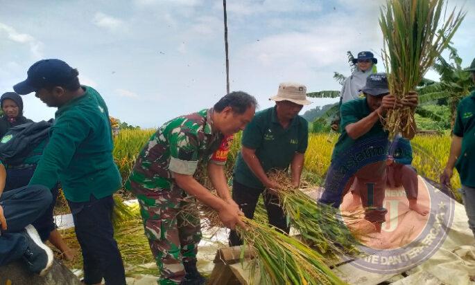 Dukung Ketahanan Pangan, Babinsa Koramil 10 Sine Melaksanakan Panen Padi bersama Poktan di Wilayah