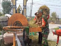 Ringankan Beban Petani, Babinsa Turun Tangan Bantu Panen