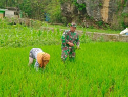 Tingkatkan Hanpangan Nasional, Babinsa Koramil 0801/09 Sudimoro Bantu Penyiangan Padi