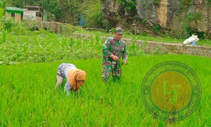 Tingkatkan Hanpangan Nasional, Babinsa Koramil 0801/09 Sudimoro Bantu Penyiangan Padi