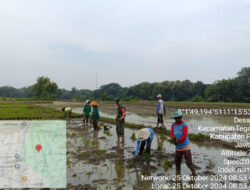 Tingkatkan Hanpangan, babinsa Koramil 0801-04/Tegalombo Bantu Petani Irigasi dan Tanam Padi