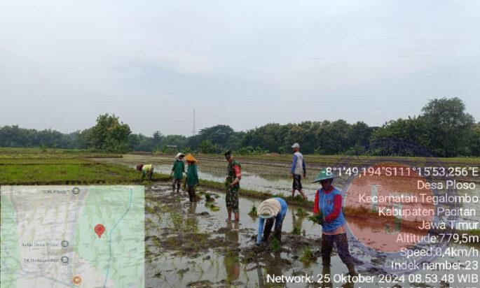 Tingkatkan Hanpangan, babinsa Koramil 0801-04/Tegalombo Bantu Petani Irigasi dan Tanam Padi