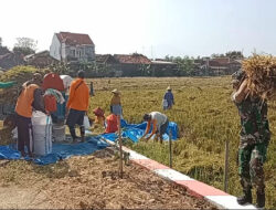 Babinsa Desa Blangu Suka Rela Bantu Petani Panen Padi