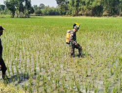 Dukung Ketahanan Pangan, Babinsa Turun Langsung Bantu Petani