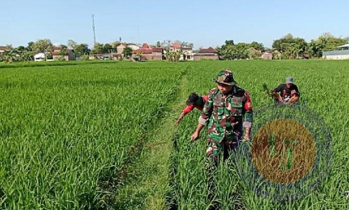 Pendampingan Petani, Babinsa Kodim 0802/ Ponorogo Ikut Bersihkan Gulma Tanaman Padi