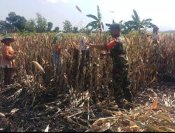 Dampingi Panen Jagung, Upaya Babinsa Kodim 0802/Ponorogo Sukseskan Han Pangan