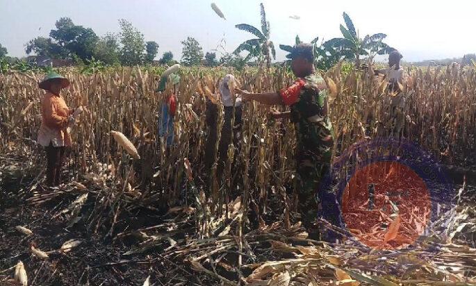 Dampingi Panen Jagung, Upaya Babinsa Kodim 0802/Ponorogo Sukseskan Han Pangan