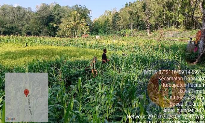 Tingkatkan Hanpangan, Babinsa Koramil 0801-11/Donorojo lakukan Perawatan Tanaman Jagung