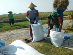 Babinsa Bertekad Wujudkan Swasembada Pangan, Bantu Panen Padi di Desa