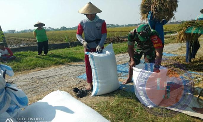 Babinsa Bertekad Wujudkan Swasembada Pangan, Bantu Panen Padi di Desa