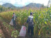 Sukseskan Hanpangan, Babinsa Koramil 0801/02 Kebonangun Bantu Petani Panen jagung