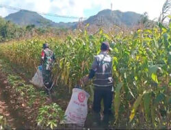 Sukseskan Hanpangan, Babinsa Koramil 0801/02 Kebonangun Bantu Petani Panen jagung