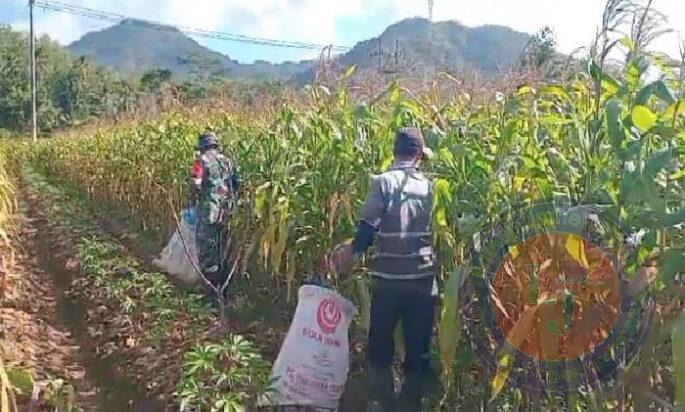 Sukseskan Hanpangan, Babinsa Koramil 0801/02 Kebonangun Bantu Petani Panen jagung