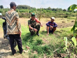 Babinsa Turun ke Sawah, Dengarkan Keluh Kesah Petani di Musim Kemarau