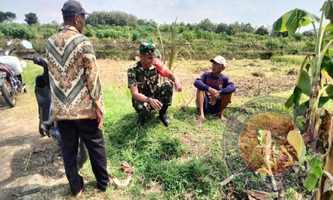 Babinsa Turun ke Sawah, Dengarkan Keluh Kesah Petani di Musim Kemarau