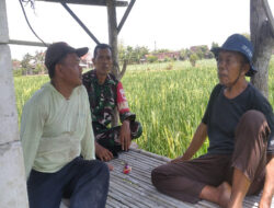 Babinsa Komsos Dengan Petani Guna Tingkatkan Hasil Pertanian