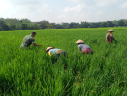 Dukung Ketahanan Pangan, Babinsa Koramil Karanganyar Terjun Langsung Berbaur dengan Petani di Sawah