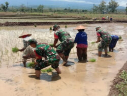 Tak Takut Lumpur, Babinsa Bantu Petani Tanam Padi