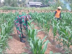 Tingkatkan Hanpangan, Babinsa Koramil 0801/10 Punung Bantu Basmi Hama Ulat pada Tanaman Jagung