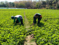 Aktif Pendampingan Petani, Babinsa Kodim 0802/Ponorogo Ikut Pembersihan Gulma Tanaman Kacang Tanah