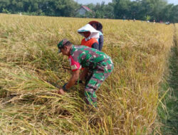 Dukung Ketahanan Pangan, Babinsa Koramil Kwadungan Bantu Petani Panen Padi