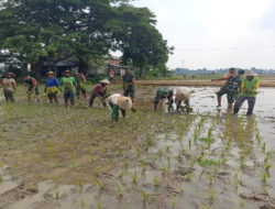 Danramil dan Anggota Turun Sawah, Bantu Petani Tanam Padi