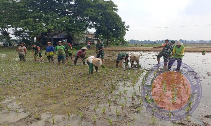 Danramil dan Anggota Turun Sawah, Bantu Petani Tanam Padi