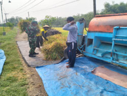 Berbaur dengan Masyarakat, Anggota Koramil Kwadungan Bantu Petani Panen Padi