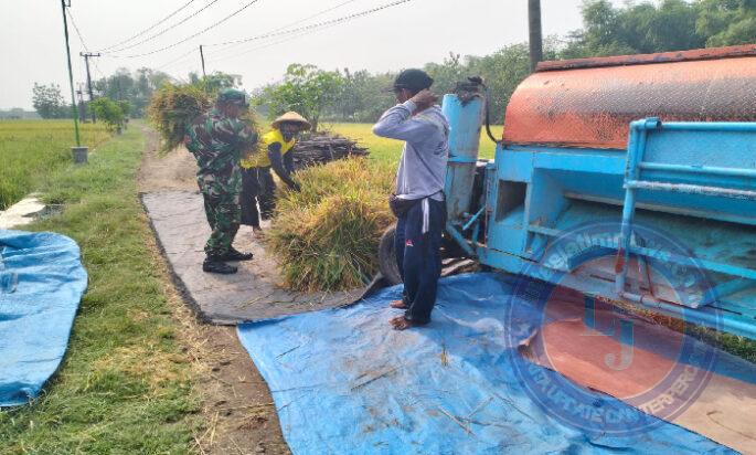 Berbaur dengan Masyarakat, Anggota Koramil Kwadungan Bantu Petani Panen Padi