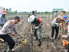 Dukung Percepatan Swasembada Pangan, Dandim 0802/Ponorogo Ikut Penanaman Benih Jagung dan Penaburan Benih Ikan Lele