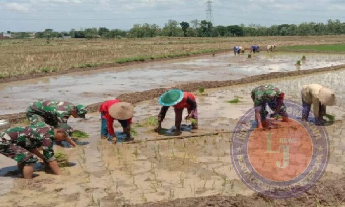 Serda Arfan Bergelut dengan Lumpur, Menanam Harapan di Sawah