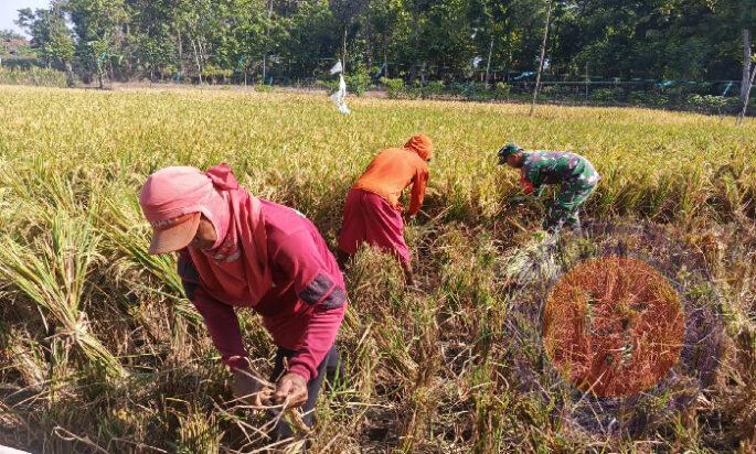 Jaga Ketahanan Pangan, Babinsa Koramil 0805/14 Bringin Membantu Panen Padi