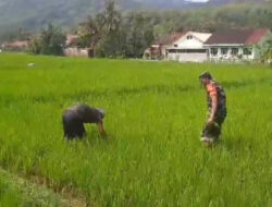 Tingkatkan Hanpangan,Babinsa Koramil 0801/01 Pacitan Bantu Petani Laksanakan Penyiangan Padi