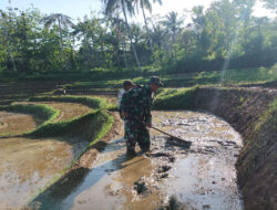 Pendampingan Petani, Babinsa Kodim 0802 / Ponorogo Terjun ke Sawah Bantu Olah Lahan